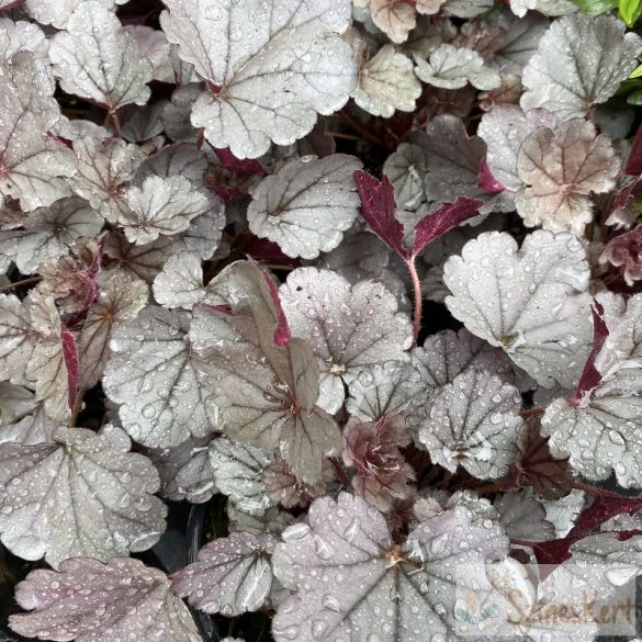 Heuchera 'Silverberry' -tűzeső