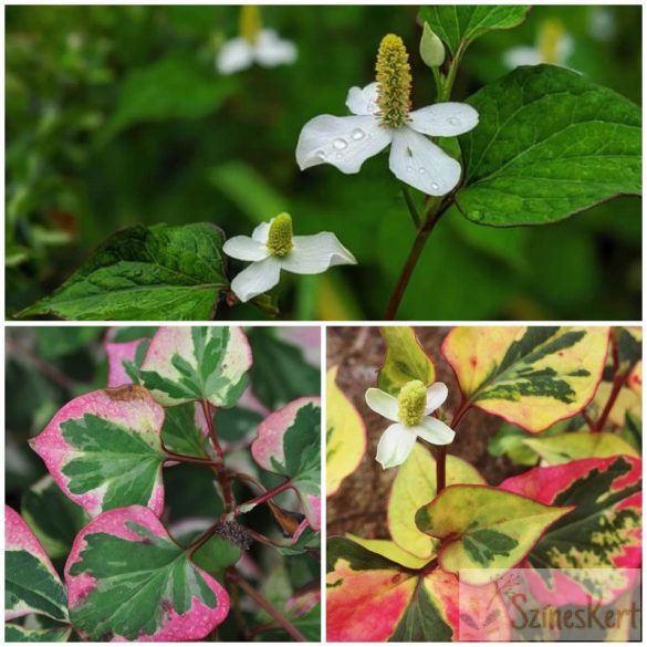 Houttuynia cordata ‘Chameleon’ - kaméleonlevél