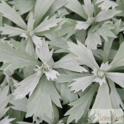   Artemisia ludoviciana 'Valerie Finnis' - gyopáros üröm