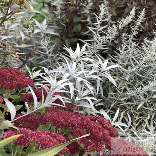 Artemisia ludoviciana 'Valerie Finnis' - gyopáros üröm