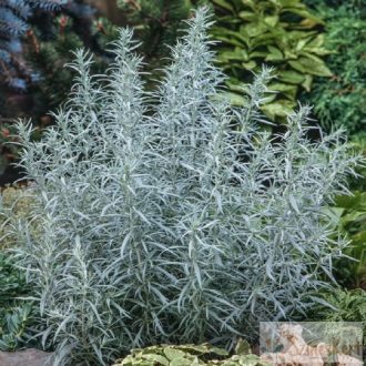   Artemisia ludoviciana 'Silver Queen' - gyopáros üröm