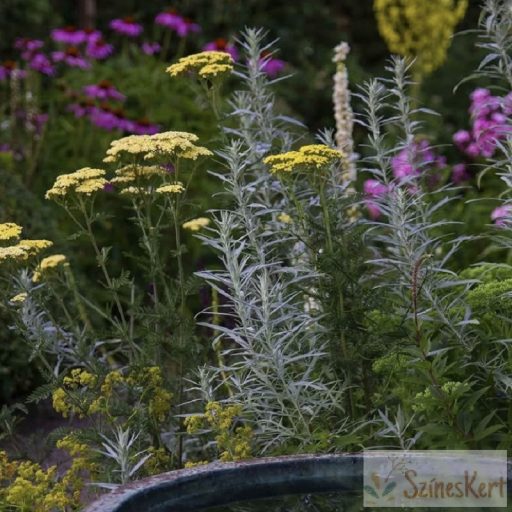Artemisia ludoviciana 'Silver Queen' - gyopáros üröm