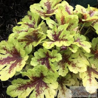 Heucherella x 'Mojito' - turbáncső