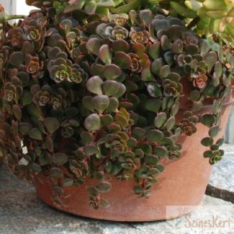 Sedum tetractinum - varjúháj