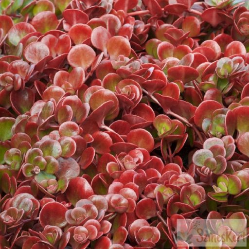 Sedum tetractinum - varjúháj