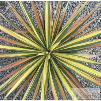   Yucca filamentosa 'Color Guard' - színes kerti jukka