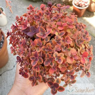 Sedum SunSparkler 'Wildfire' - varjúháj