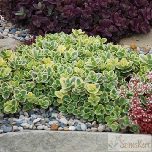 Sedum SunSparkler 'Wildfire' - varjúháj