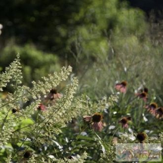 Heuchera villosa macrorrhiza - fehér tűzeső