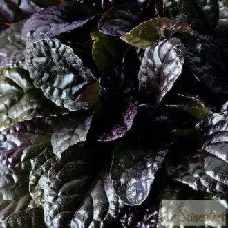 Ajuga reptans 'Elmblut' - indás ínfű