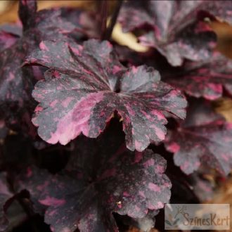 Heuchera 'Midnight Rose ' - tűzeső