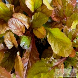 Ajuga reptans 'Caramel' - indás ínfű