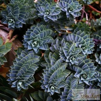 Euphorbia myrsinitis  - délszaki kutyatej