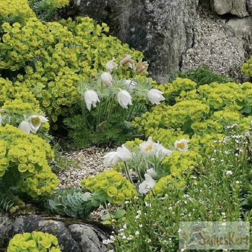 Euphorbia myrsinitis  - délszaki kutyatej