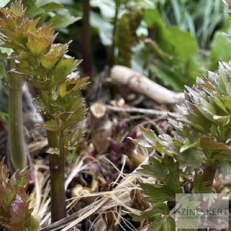 Levisticum officinale - lestyán