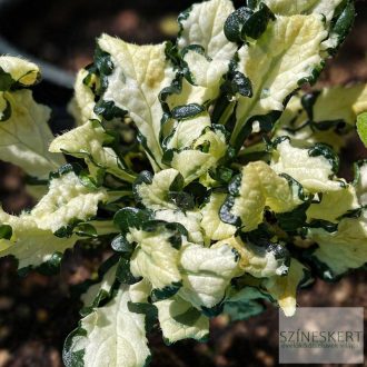 Ajuga tenorei 'Princess Leia' - indás ínfű