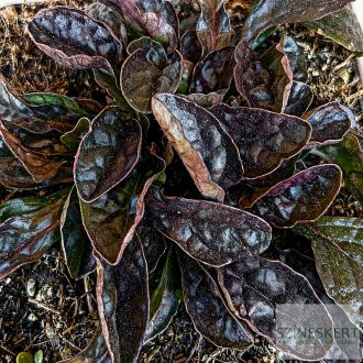 Ajuga reptans 'Midnight Mystery' - indás ínfű