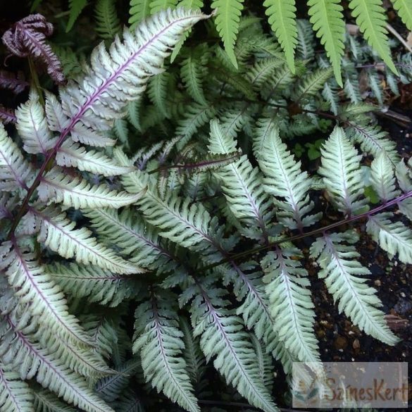 Athyrium niponicum 'Burgundy Lace' - japán hölgypáfrány