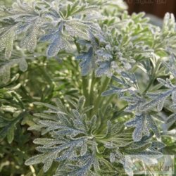 Artemisia 'Powis Castle' - mediterrán üröm