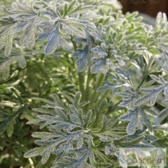 Artemisia 'Powis Castle' - mediterrán üröm