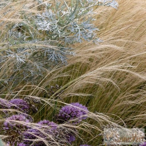Artemisia 'Powis Castle' - mediterrán üröm