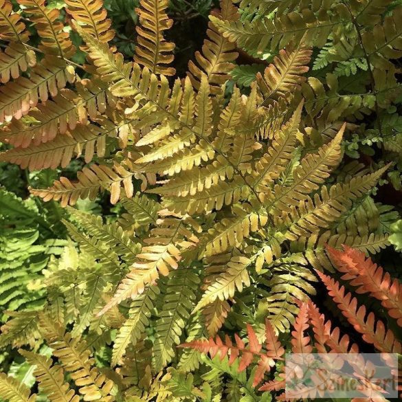 Dryopteris erythrosora - japán ernyőpáfrány