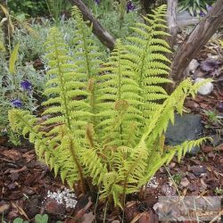 Dryopteris affinis - pelyvás pajzsika