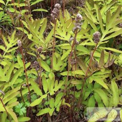 Onoclea sensibilis - gyöngypáfrány