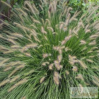   Pennisetum alopecuroides 'Hameln' - kínai tollborzfű