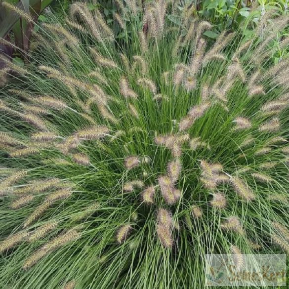 Pennisetum alopecuroides 'Hameln' - kínai tollborzfű