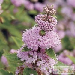   Caryopteris incana 'Pink Pavilon' - rózsaszín kékszakáll 