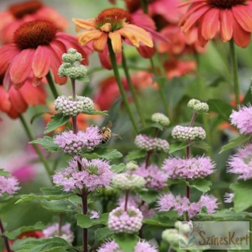 Caryopteris incana 'Pink Pavilon' - rózsaszín kékszakáll 