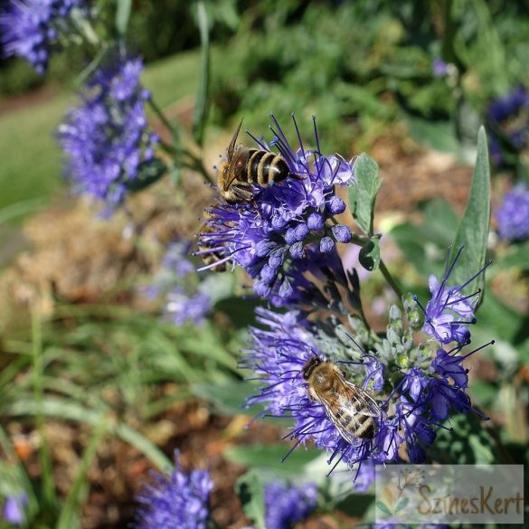 Caryopteris x clandoniensis 'Dark Knight' - angol kékszakáll 