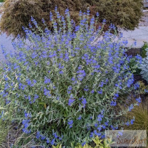 Caryopteris x clandoniensis 'Dark Knight' - angol kékszakáll 