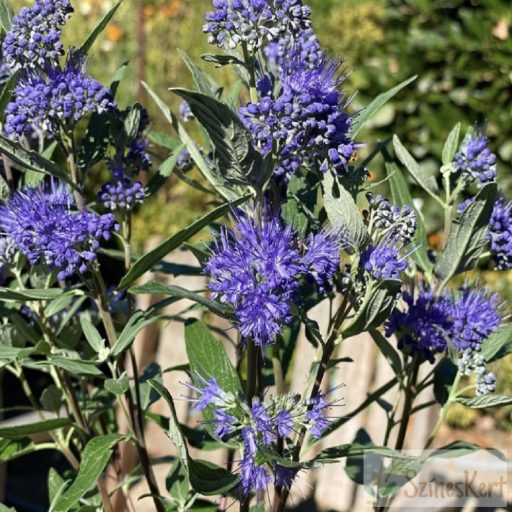 Caryopteris x clandoniensis 'Dark Knight' - angol kékszakáll 