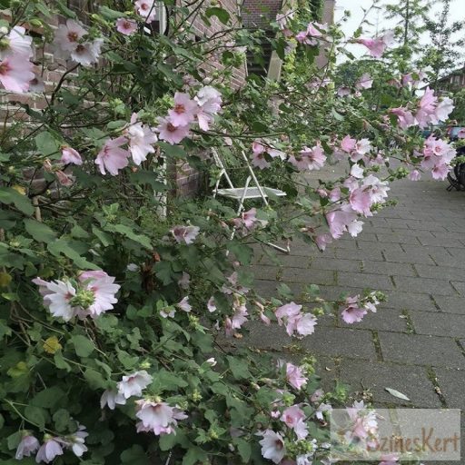Lavatera x clementii 