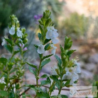 Teucrium chamaedrys 'Album' - sarlós gamandor
