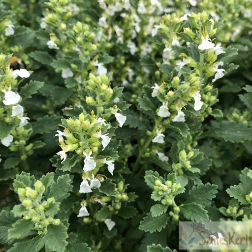 Teucrium chamaedrys 'Album' - sarlós gamandor