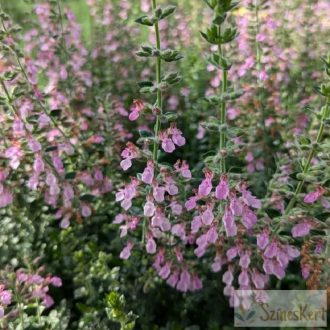 Teucrium x lucidrys - hibrid gamandor