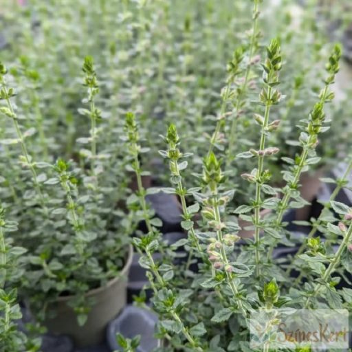 Teucrium x lucidrys - hibrid gamandor