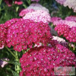 Achillea millefolium 