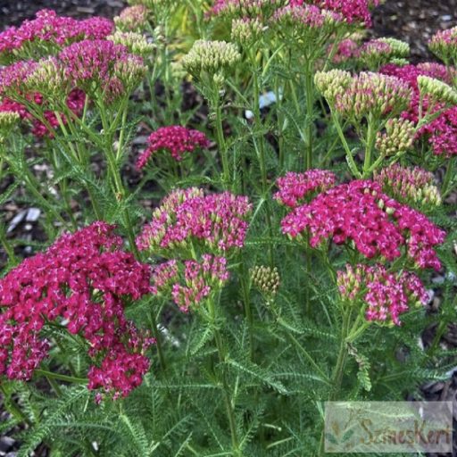 Achillea millefolium 