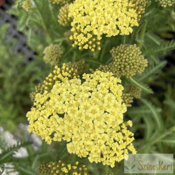 Achillea millefolium 