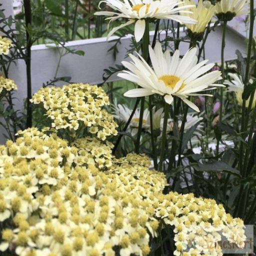 Achillea millefolium 