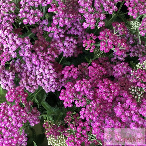 Achillea millefolium 'Tutti Frutti Pink Grapefruit' - közönséges cickafark