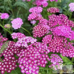   Achillea millefolium 'New Vintage Violet' - cickafark