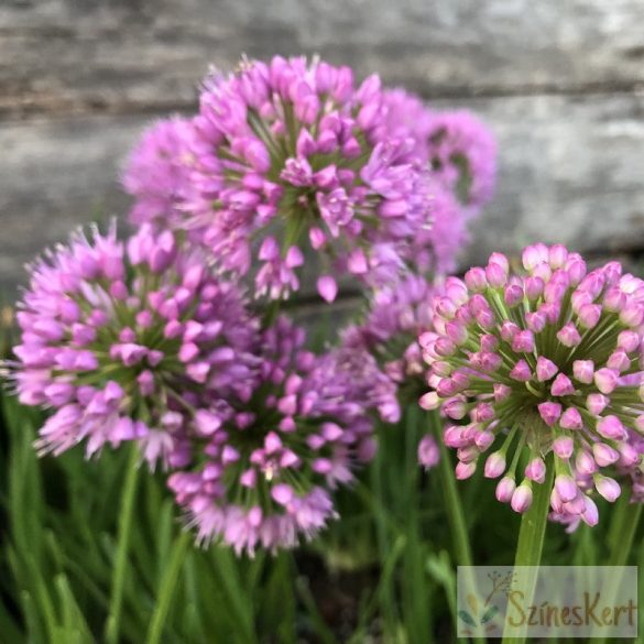 Allium 'Millenium' - díszhagyma