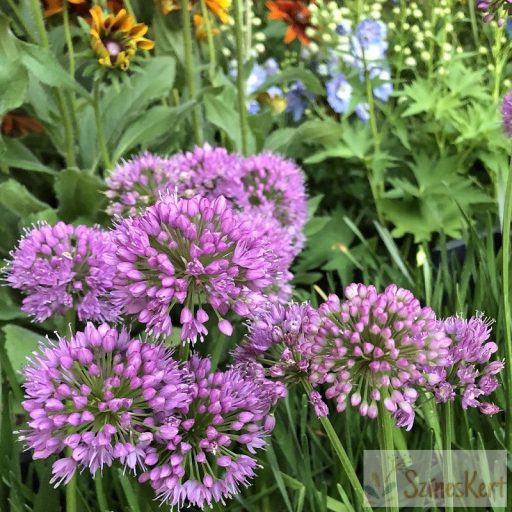 Allium 'Millenium' - díszhagyma