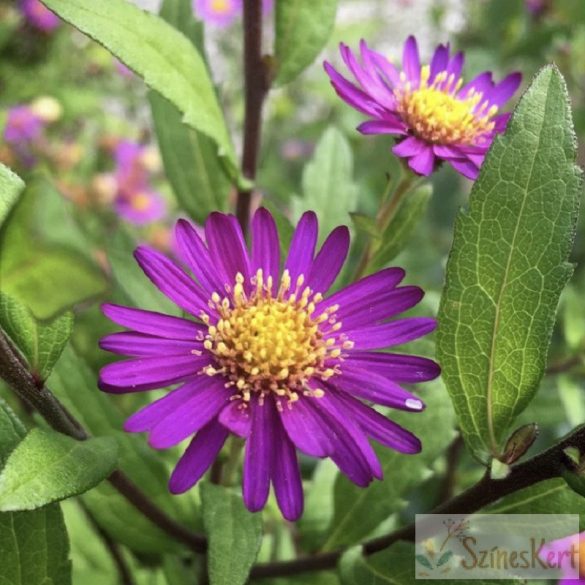 Aster ageratoides 'Ezo Murazaki' - ázsiai őszirózsa