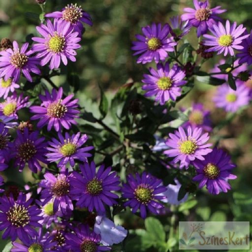 Aster ageratoides 'Ezo Murazaki' - ázsiai őszirózsa